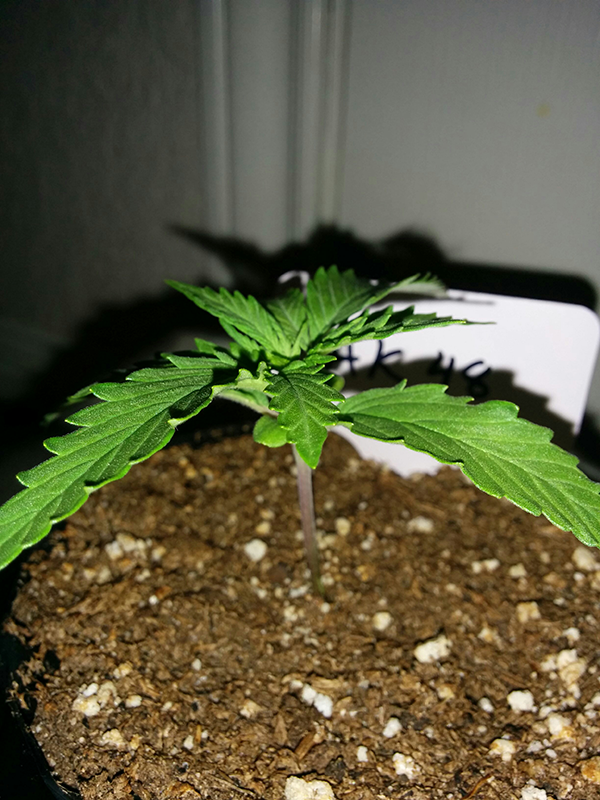 AK48 Day 13 Pic 2