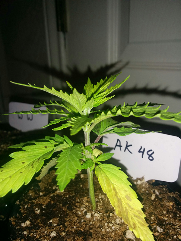 AK48 Day 21