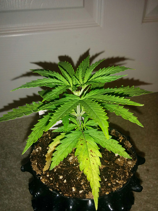 AK48 Day 24