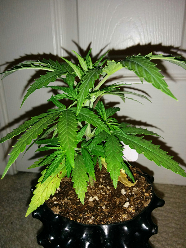 AK48 Day 29