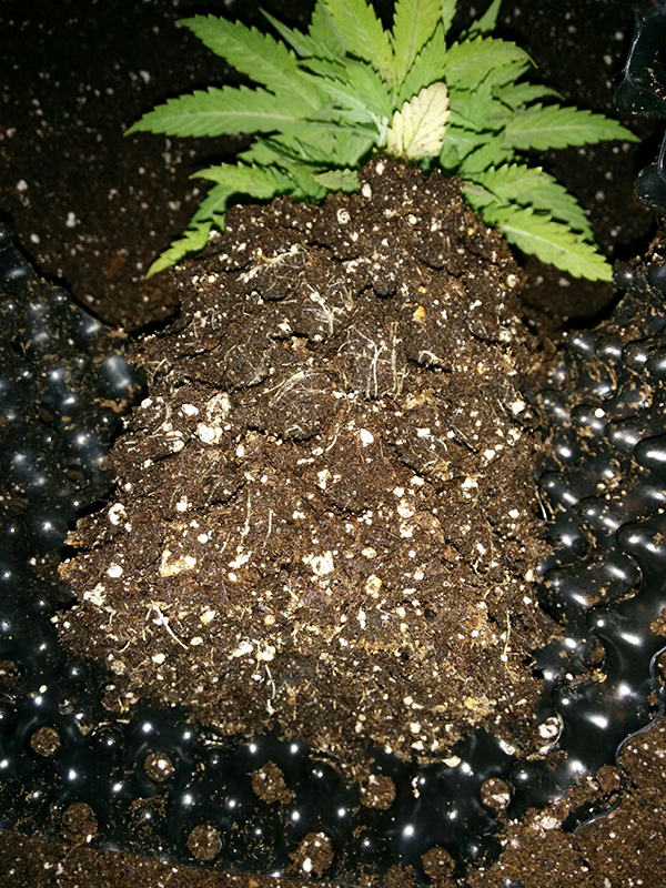 AK48 Day 34 Transplant 5L