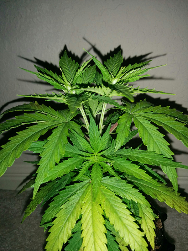 AK48 Day 34