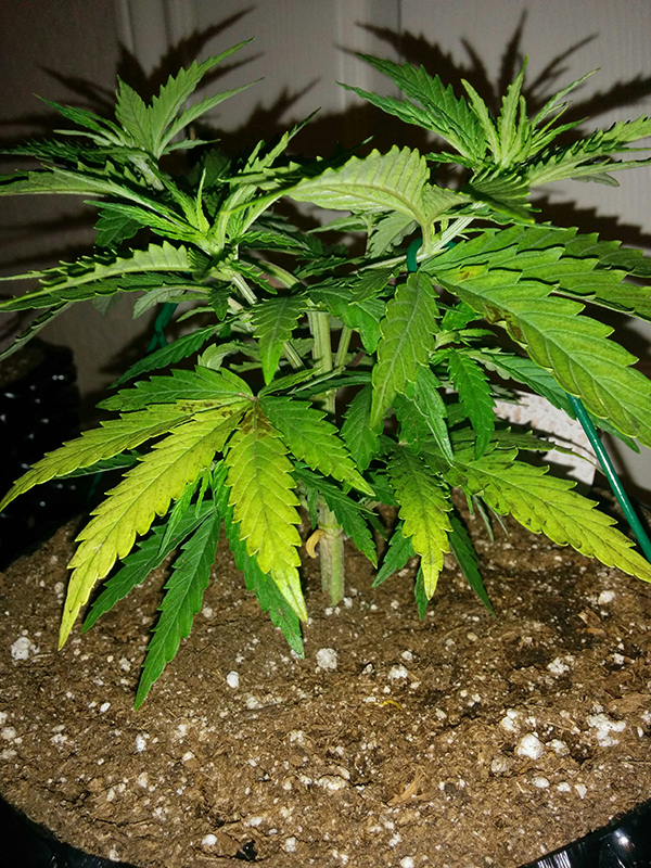 AK48 Day 36