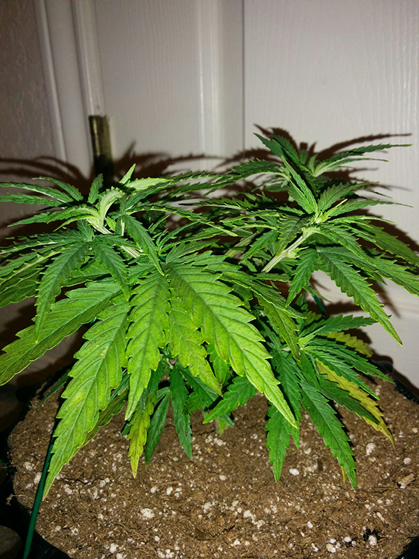 AK48 Day 39