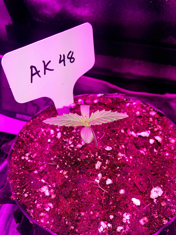 AK48 Day 4