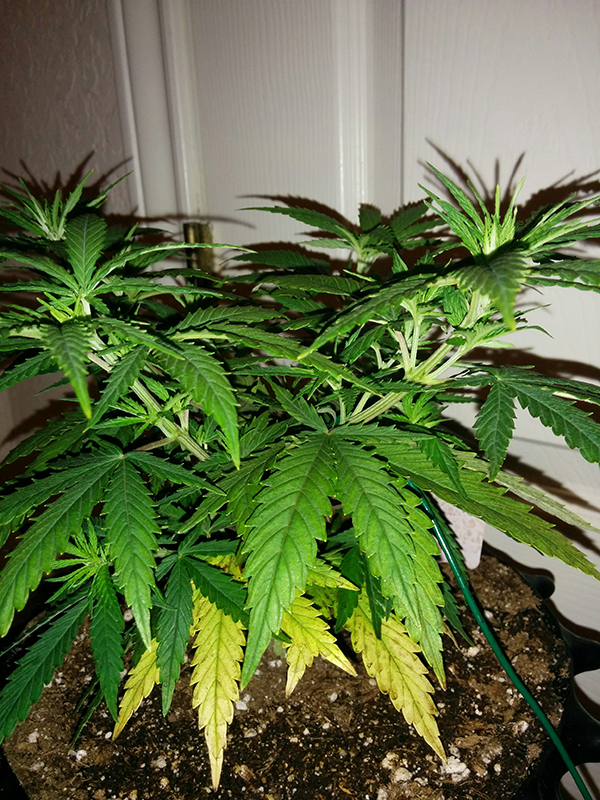 AK48 Day 45