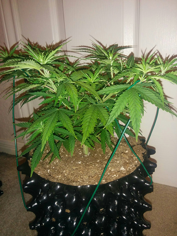 AK48 Day 49