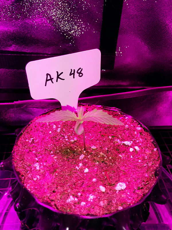 AK48 Day 6