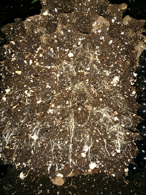 AK48 Day 60 Roots 1