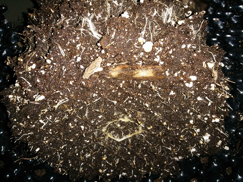 AK48 Day 60 Roots 2