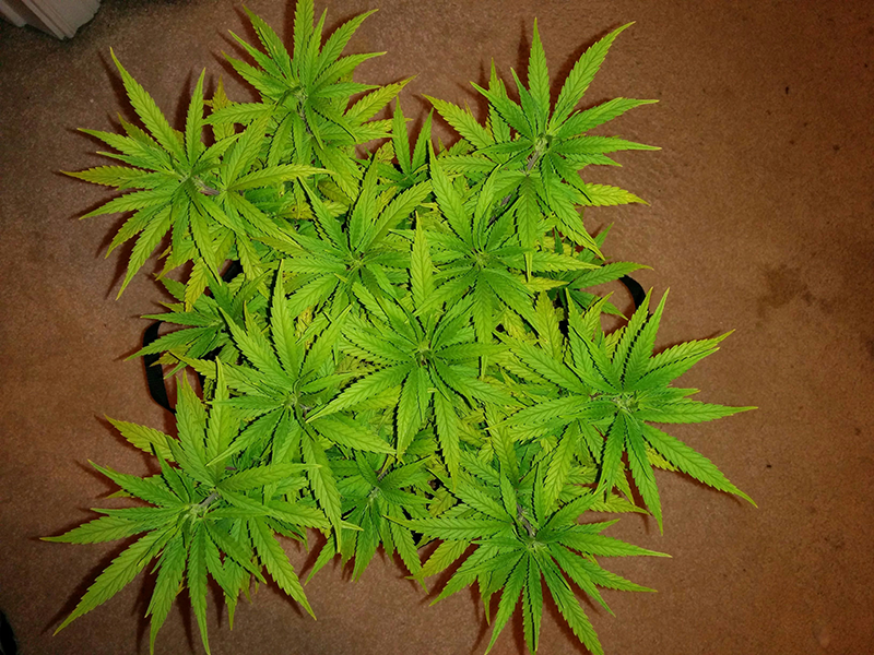 AK48 Day 67 Pic 1