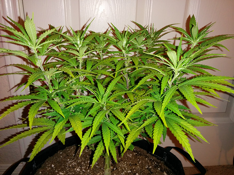 AK48 Day 67 Pic 2