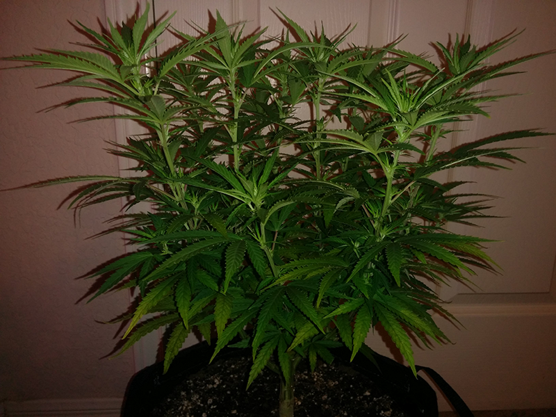 AK48 Day 74 2