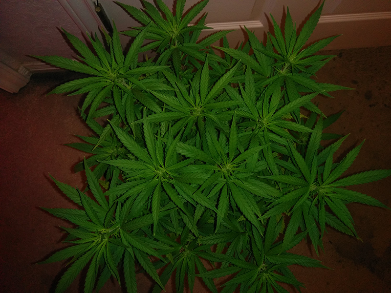 AK48 Day 74