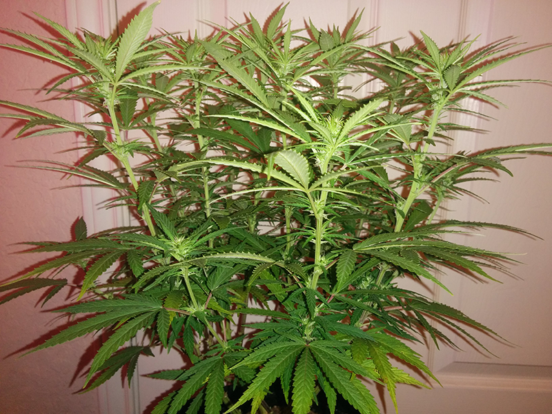 AK48 Day 79 Pic 2