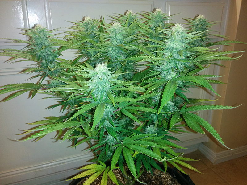 AK48 Day 91 Pic 2