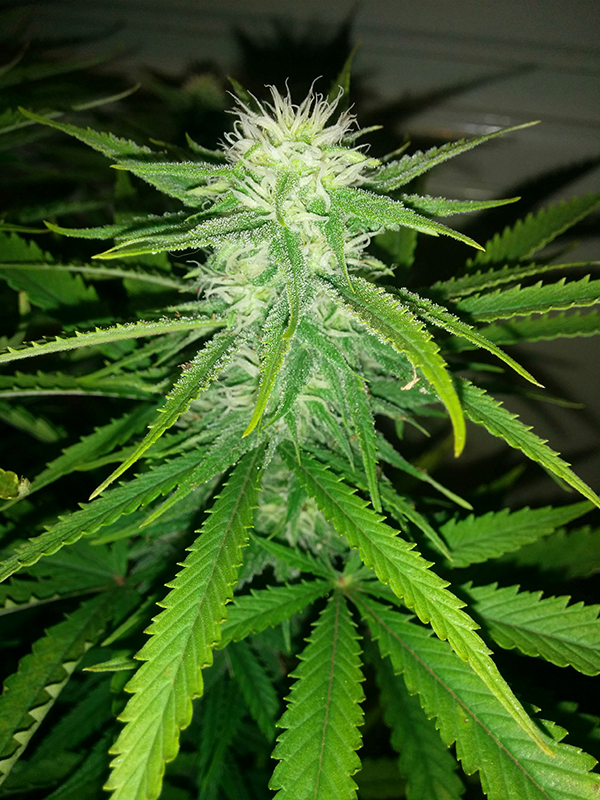 AK48 Day 91 Pic 3