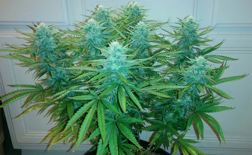 AK48 Day 95 Pic 2