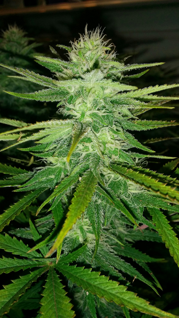 AK48 Day 95 Pic 3