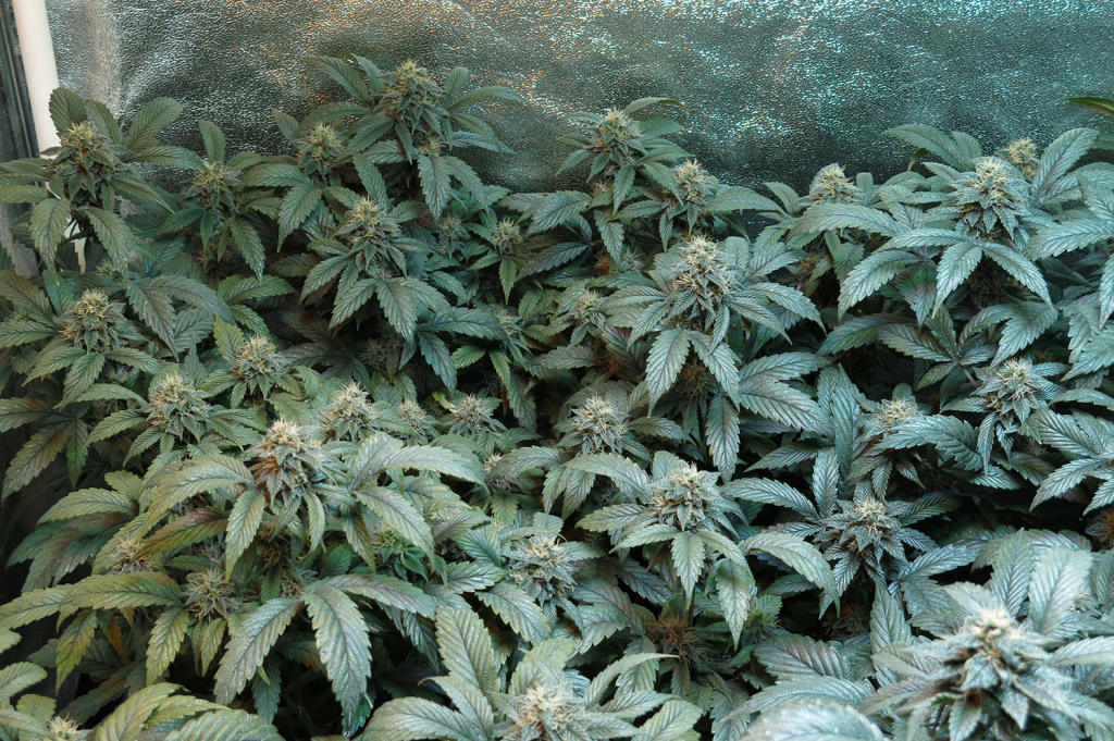 AK48 High Brix - 31 Days of Flower