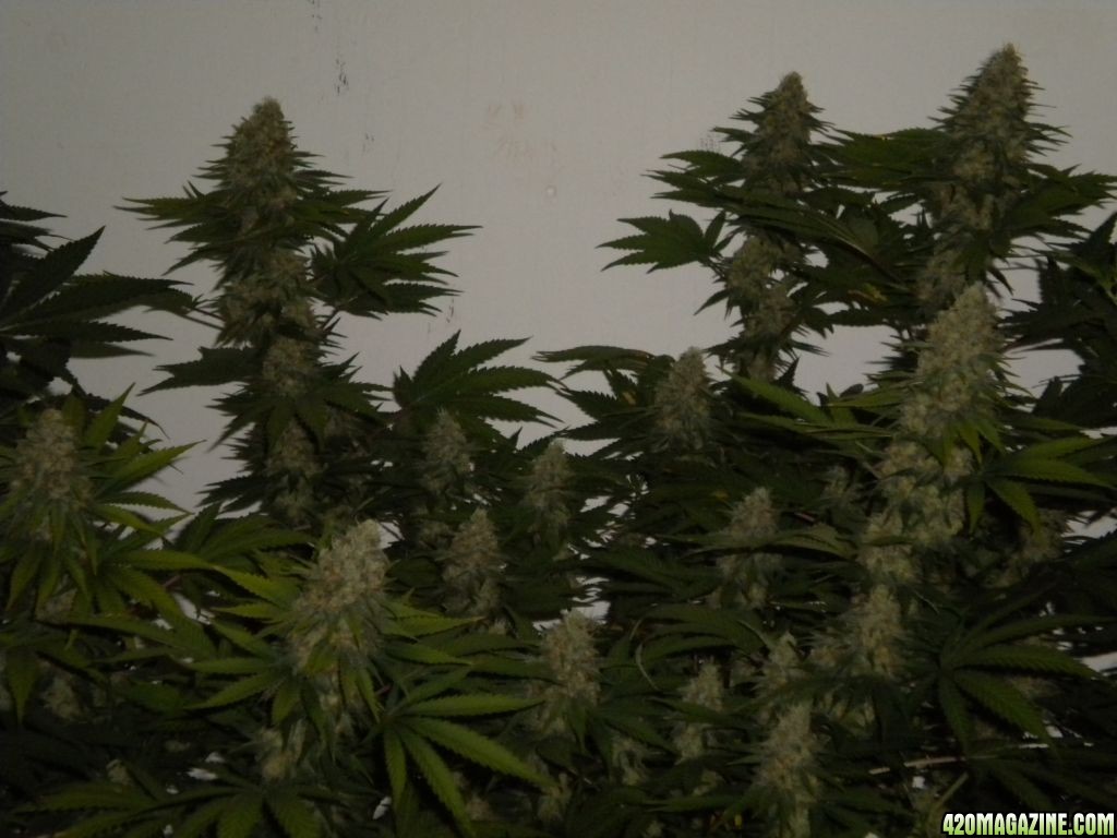 Ak48 in supersoil