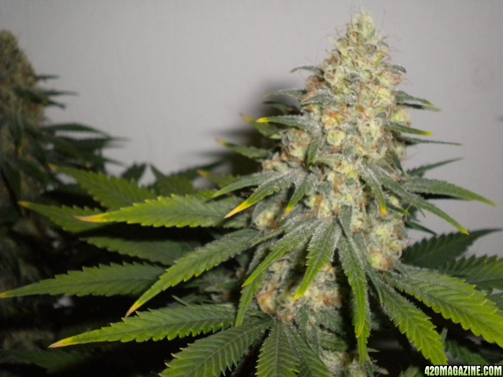 Ak48 in supersoil