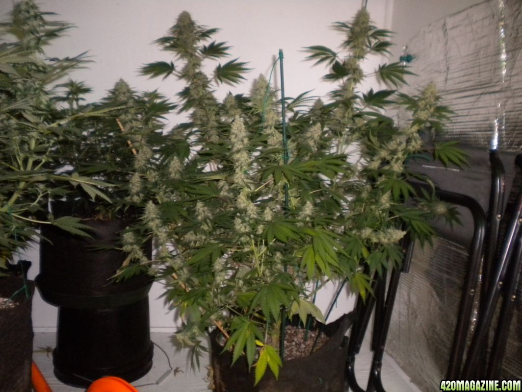 Ak48 in supersoil