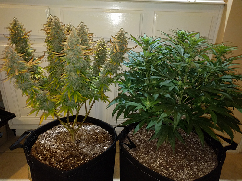 AK48 Wonder Woman Clone Pic 2