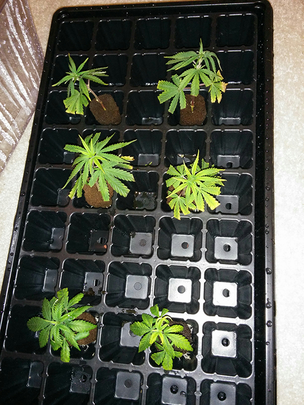 AK48 WW Clones Day 13