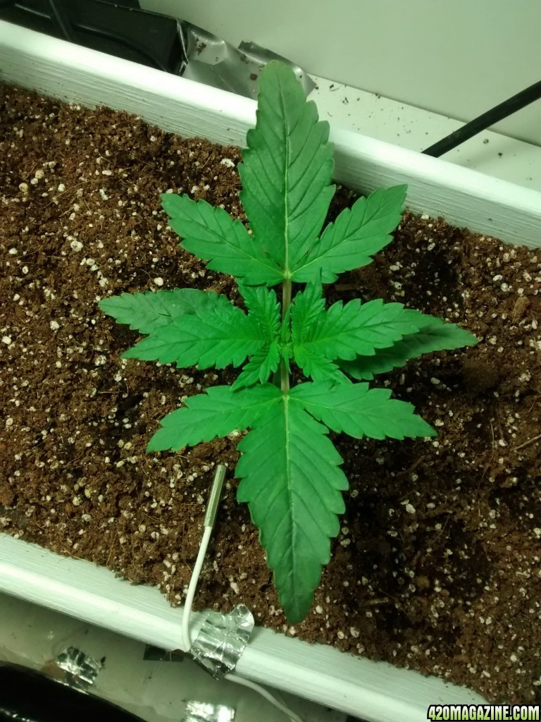 Ak49 Auto first grow Kodi420