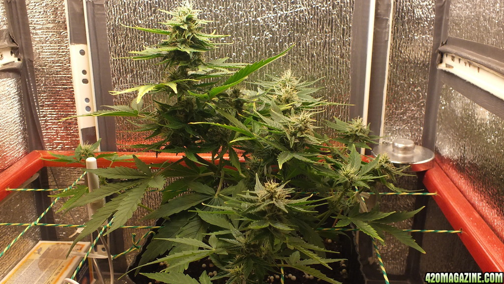 AKR Day 52