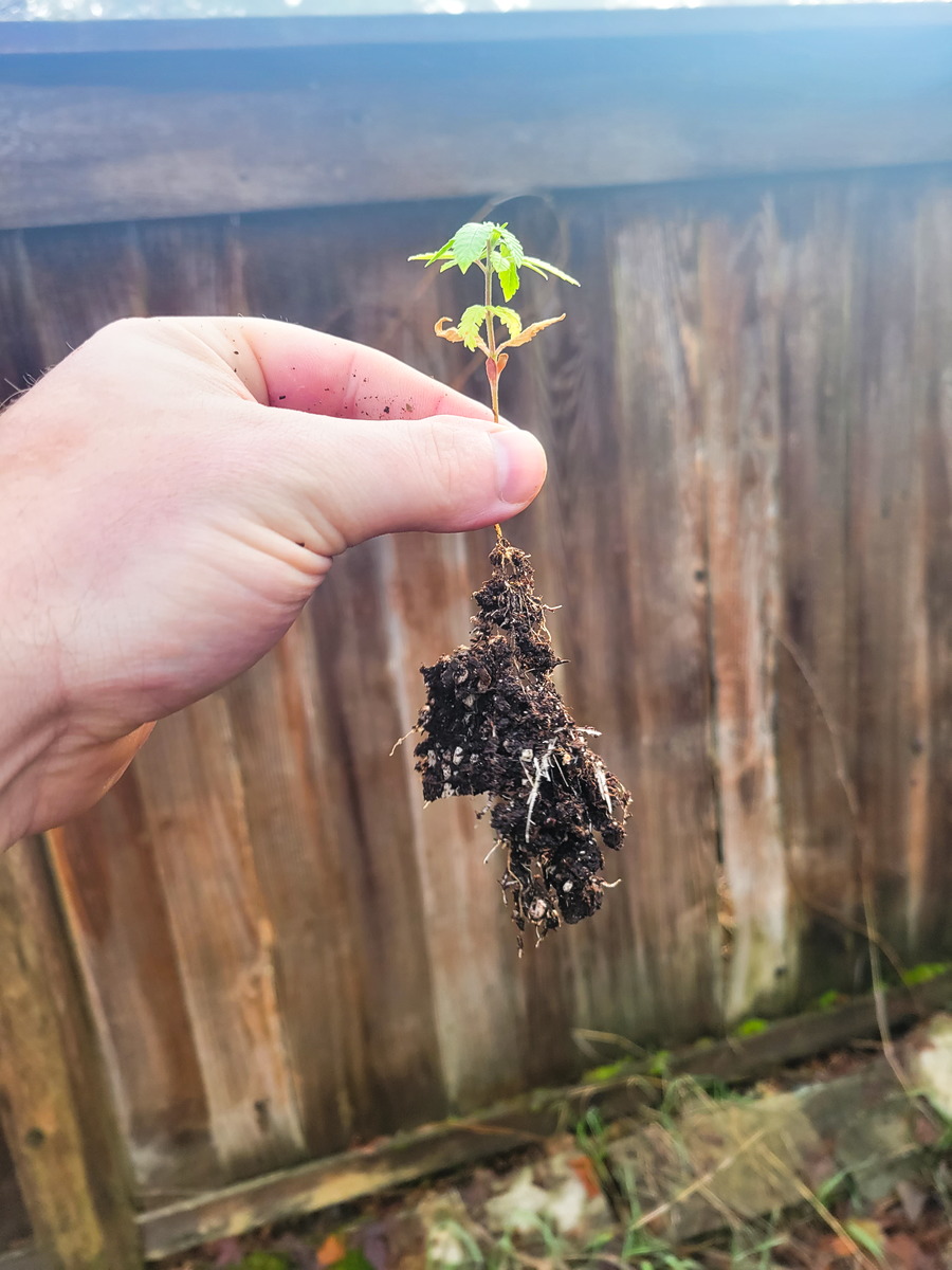 Alaskan Purple #1 Day 37 Roots