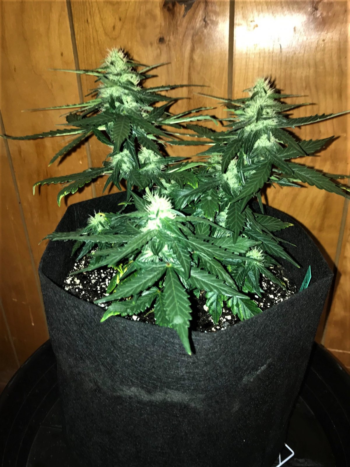 Alaskan Purple auto Day 50.jpg