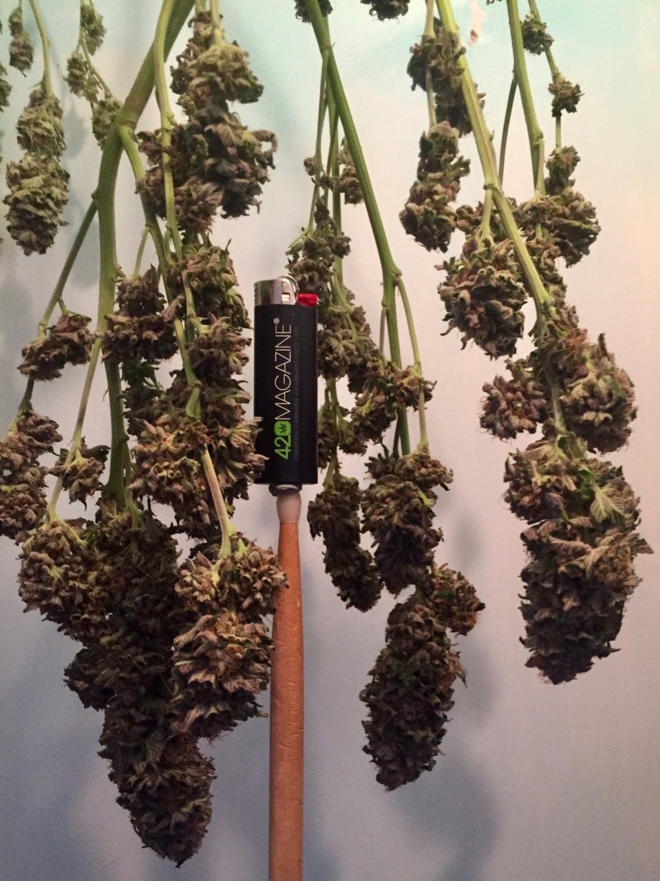 Alaskan Purple drying