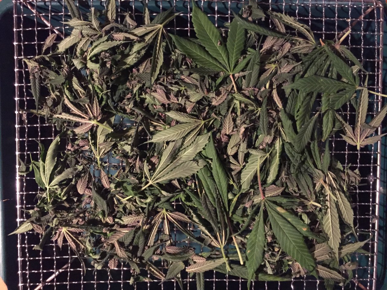 Alaskan Purple trim drying