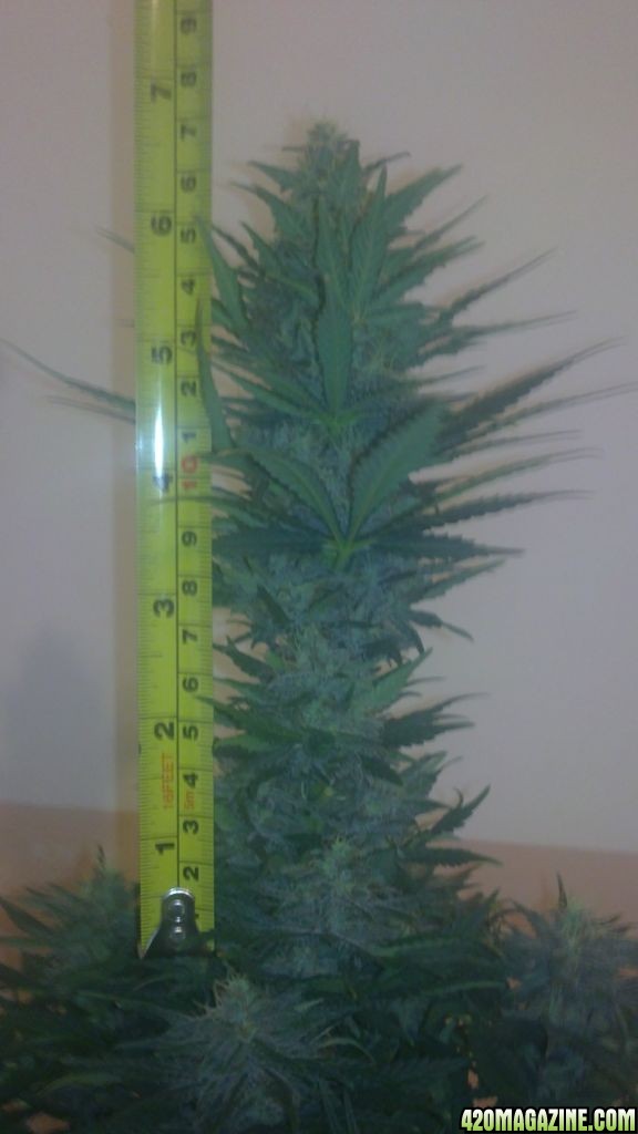 alex's first grow