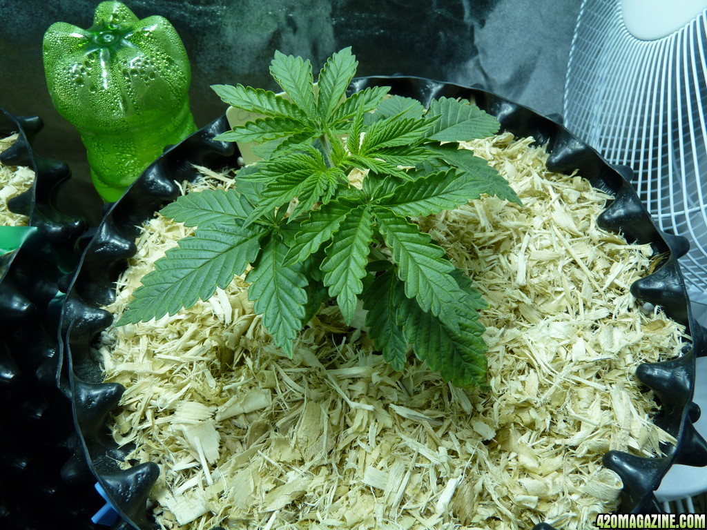 Alien Ak47 Day 19