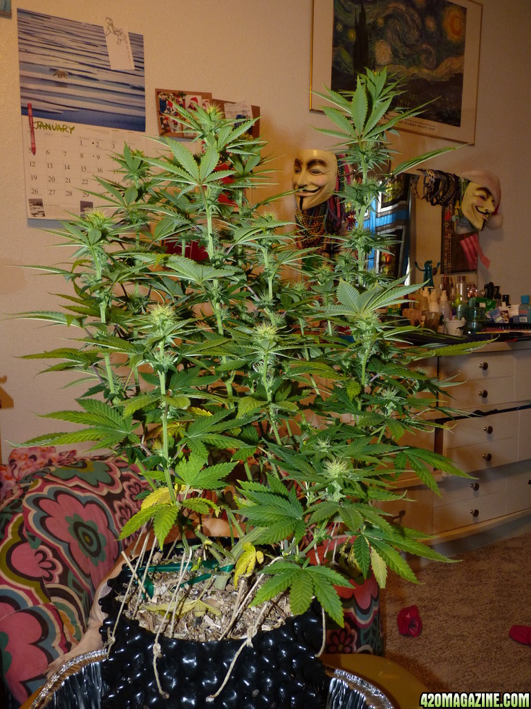 Alien Day 18 Flower