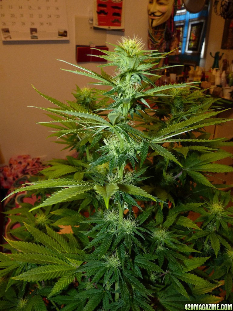 Alien Day 18 Flower