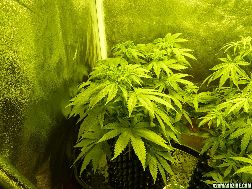 Alien Day 2 Flower