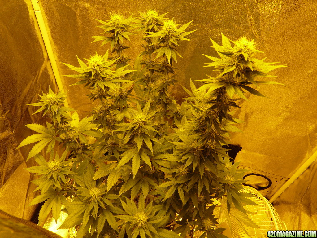 Alien Day 22 Flower