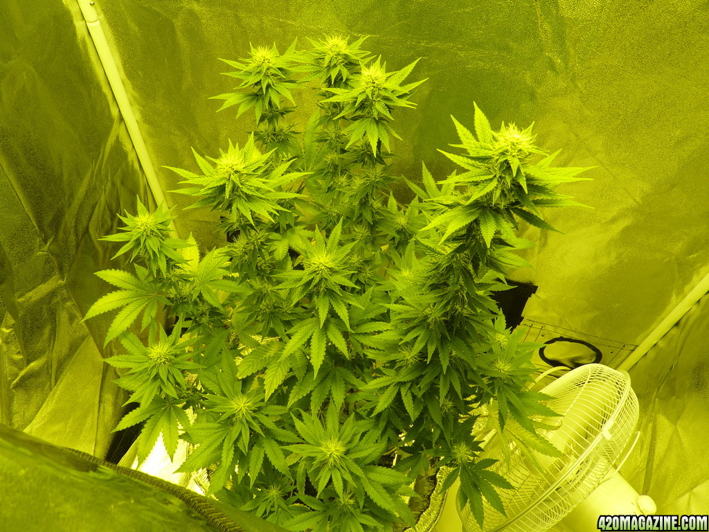 Alien Day 22 Flower