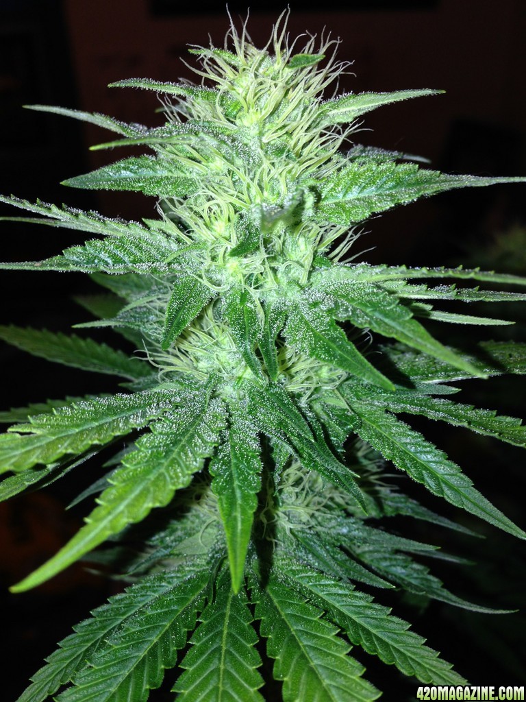 Alien Day 25 Flower