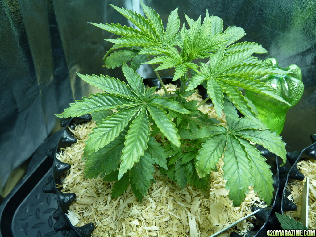 Alien Day 28