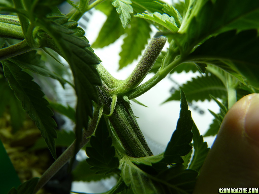 Alien Day 41 Veg