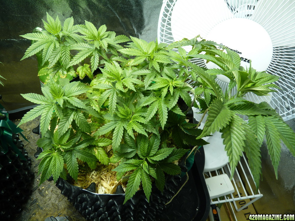 Alien Day 41 Veg