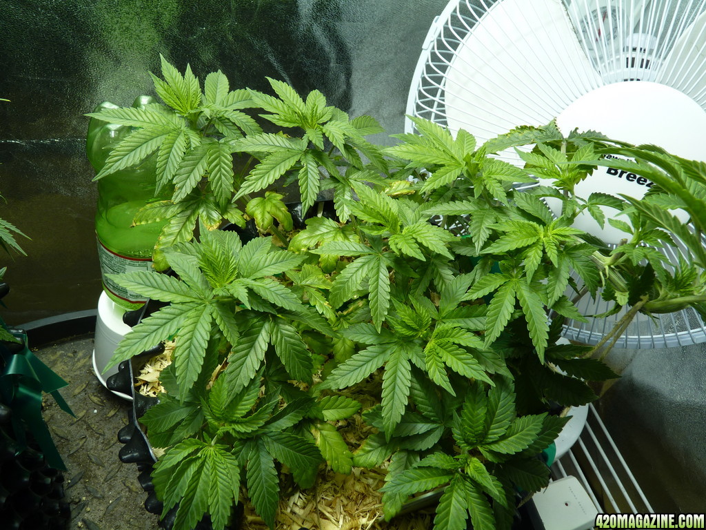 Alien Day 41 Veg