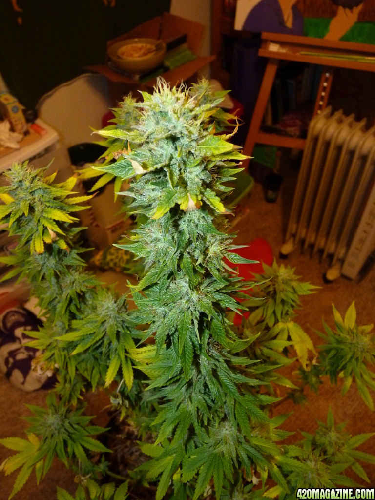 Alien Day 43 Flower