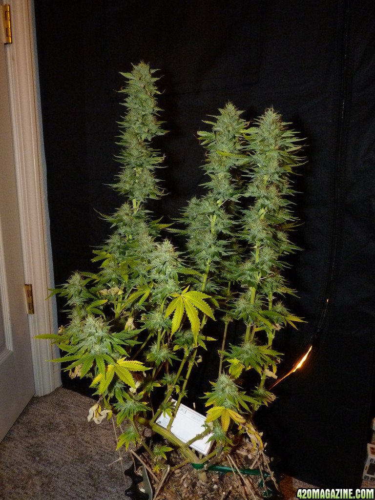 Alien Day 43 Flower