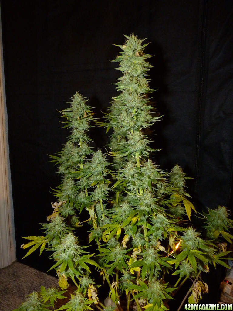 Alien Day 43 Flower